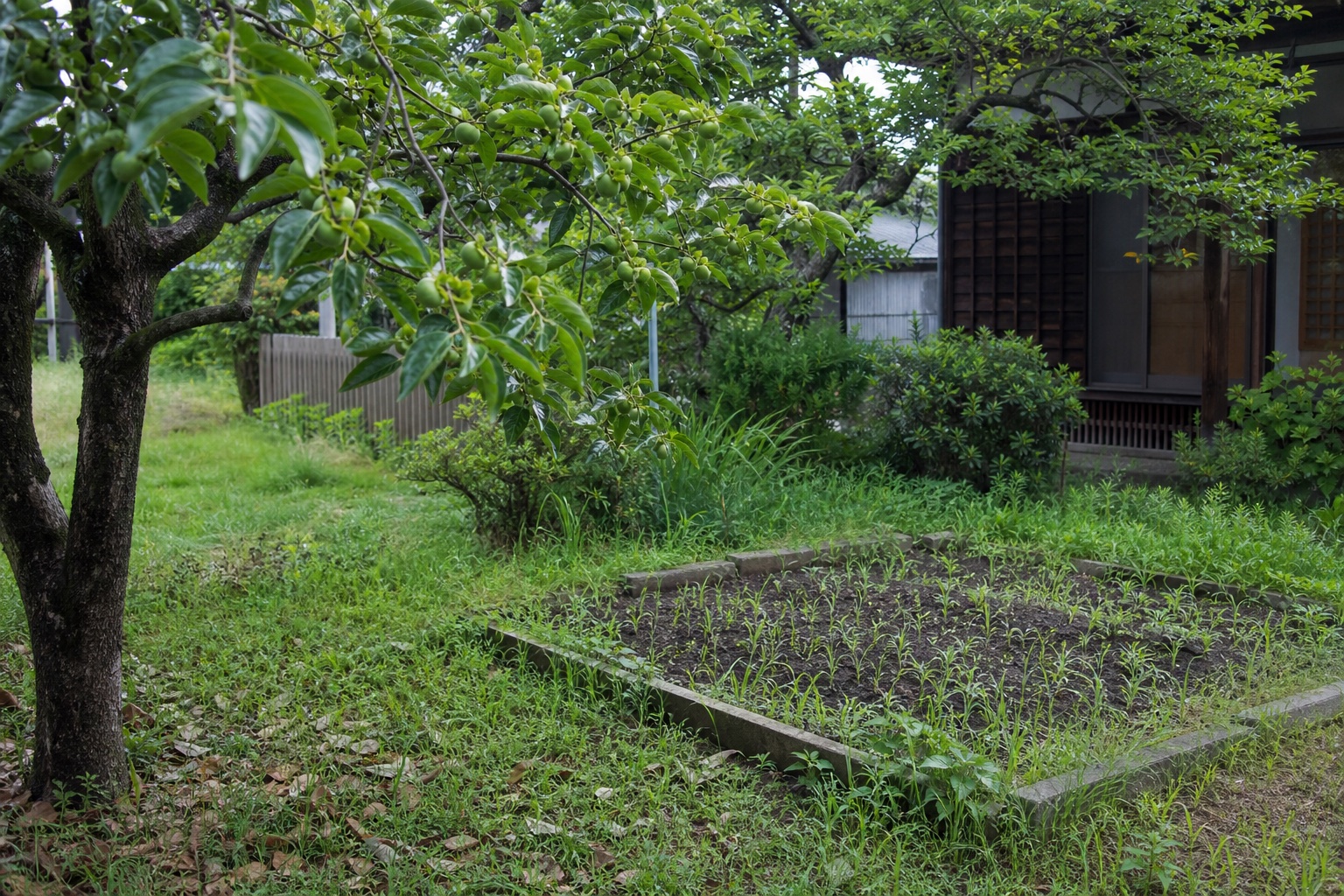 父が残した果樹と草が伸びた昔の家庭菜園